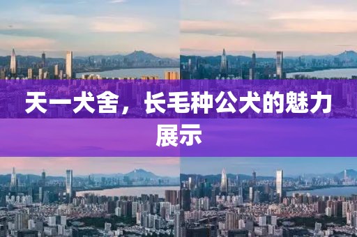 天一犬舍，長毛種公犬的魅力展示