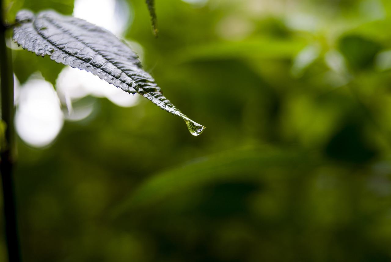 依生生物最新股票動態(tài)全面解析，最新消息與全面解讀