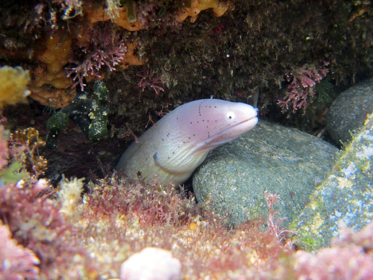 探索海洋霸權(quán)，最新360海島奇兵下載指南