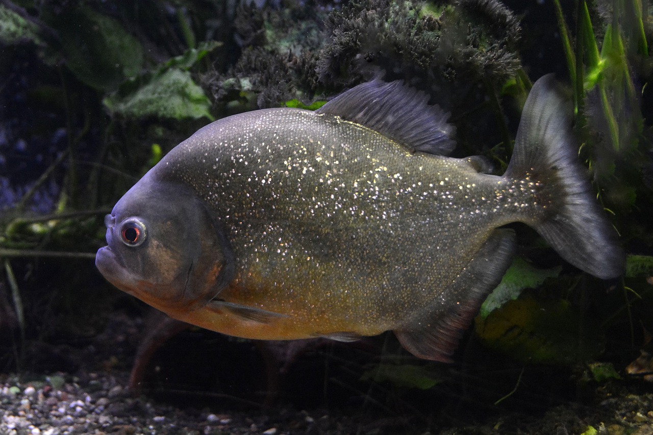 魚(yú)魚(yú)農(nóng)牧場(chǎng)助手最新版，智能化農(nóng)業(yè)管理的得力助手揭秘