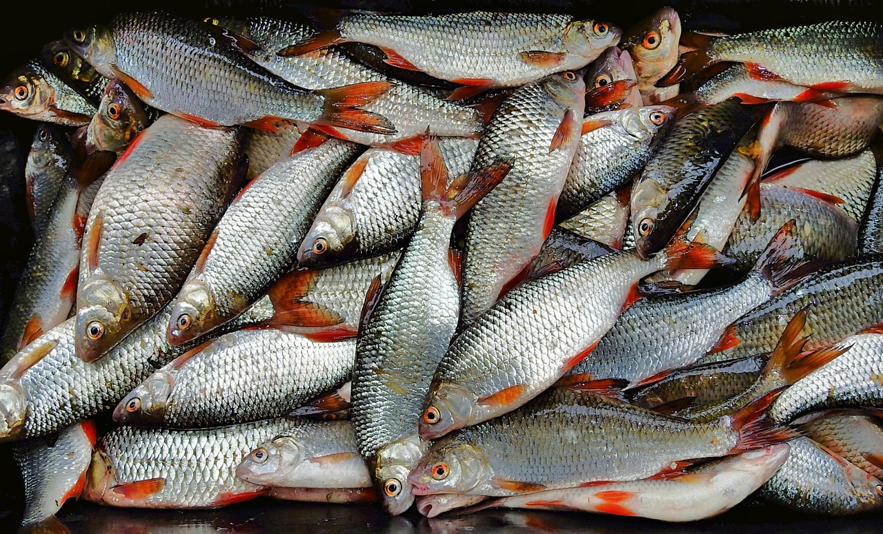 浦魚達人最新版本下載，全新功能與特色體驗